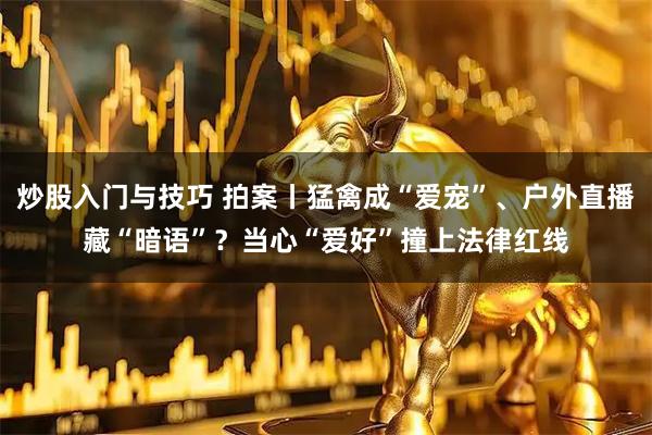炒股入门与技巧 拍案丨猛禽成“爱宠”、户外直播藏“暗语”？当心“爱好”撞上法律红线